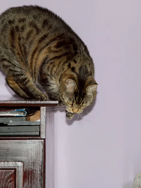 Um gato em um escritório em casa — Fotografia de Stock