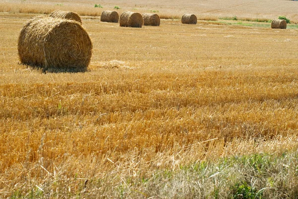 Paille roulée après récolte - champ de blé — Photo
