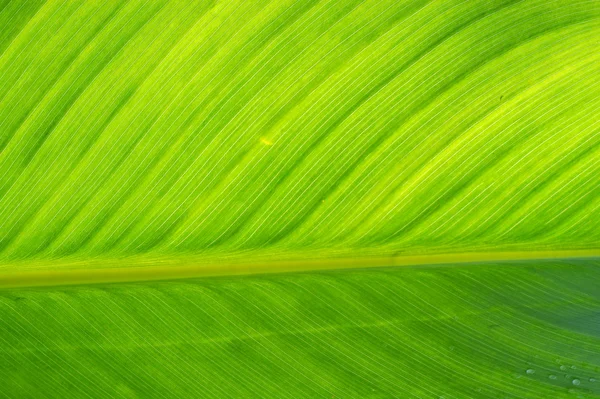 Green leaf — Stock Photo, Image