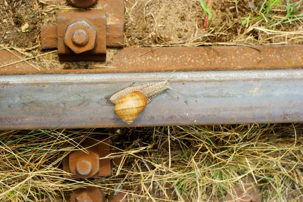 Snail on a railway rail — Stock Photo, Image