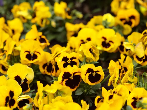 Yellow pansies in the garden as background — Stock Photo, Image