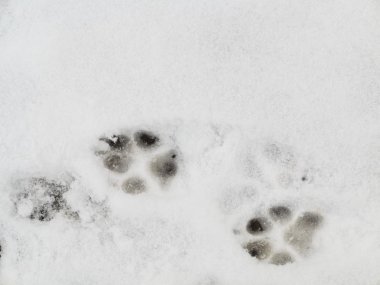 Animal footprints in snow clipart
