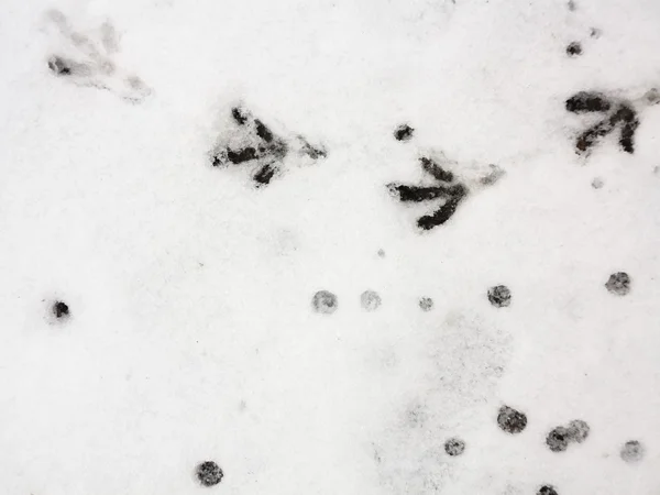 Fågelspår i den friska snön — Stockfoto