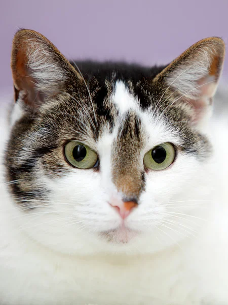 Big home cat is lying on a bed — Stock Photo, Image