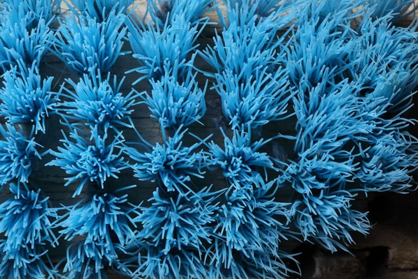 Cerca de cepillo de matorral azul viejo —  Fotos de Stock