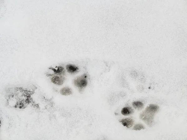 Animal footprints in snow — Stock Photo, Image