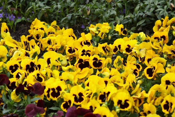 Κίτρινα πανσέδες στον κήπο ως φόντο — Φωτογραφία Αρχείου