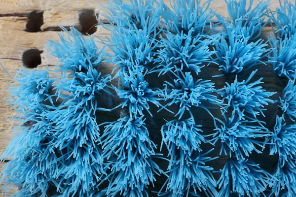 Close up old blue scrub brush — Stock Photo, Image