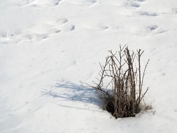 Droge planten en sneeuw — Stockfoto