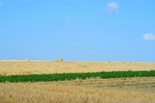 Paille roulée après récolte - ciel bleu — Photo