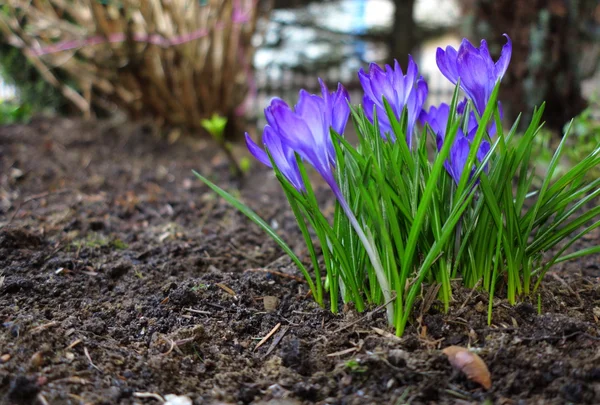 First spring flowers purple crocuses. — Stock Photo, Image