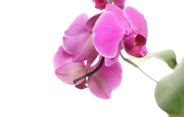Phalaenopsis. paarse orchid op witte achtergrond — Stockfoto