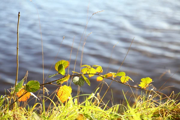 Zelená tráva u řeky — Stock fotografie