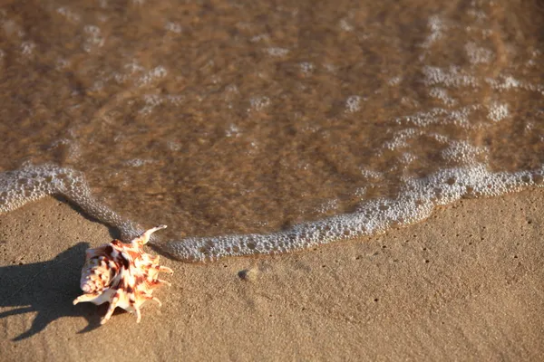 Sea shell with sand as background — Stock Photo, Image