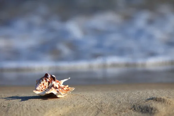 Sea shell on beach at ocean background — Stock Photo, Image