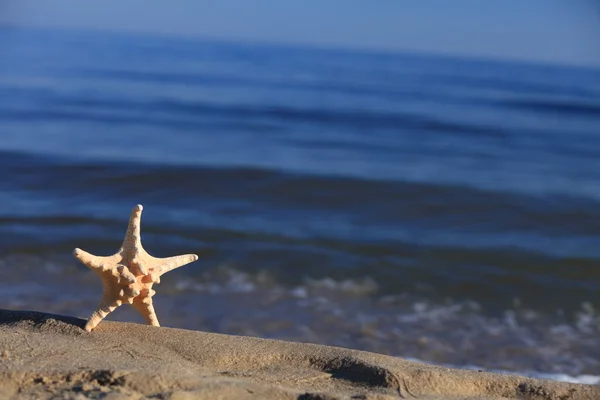 Starfish on beach at ocean background — Stock Photo, Image