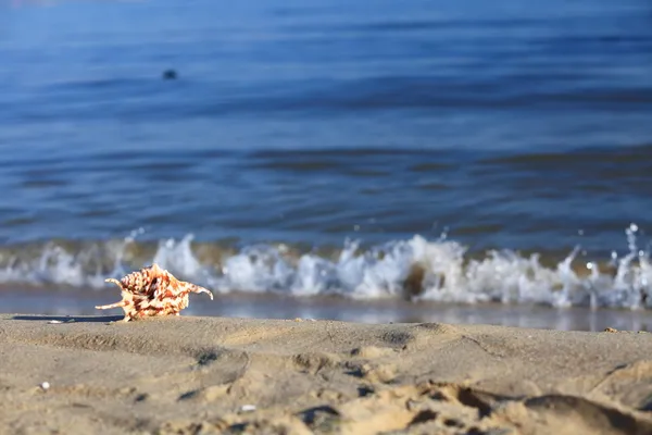 Sea shell on beach at ocean background — Stock Photo, Image