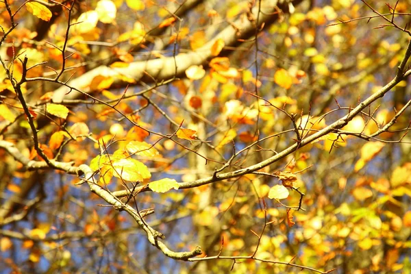 Bright autumn leaves in the natural environment — Stock Photo, Image