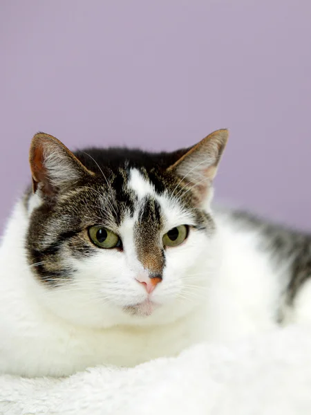 Große Hauskatze liegt auf einem Bett — Stockfoto