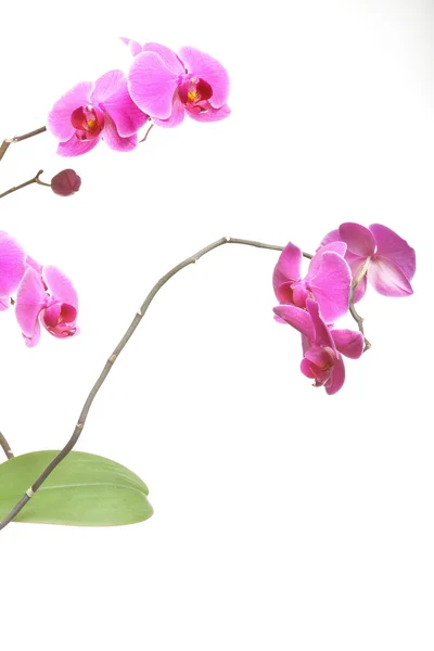 Phalaenopsis. Orchidée pourpre sur fond blanc — Photo