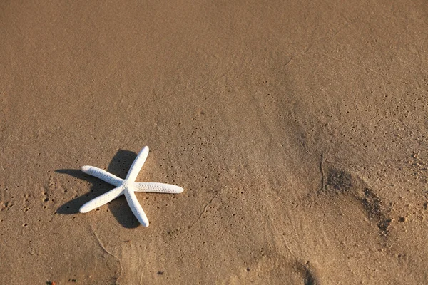 Sjöstjärna med sand som bakgrund — Stockfoto