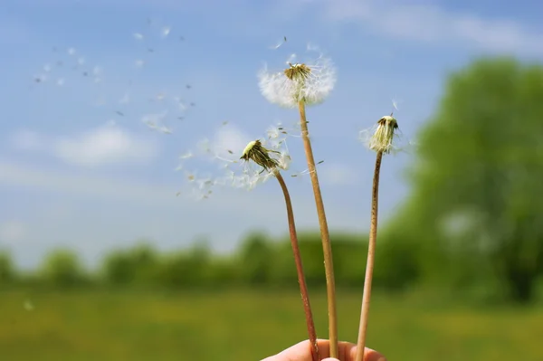 Dandelion head on the sky — Stock Photo, Image