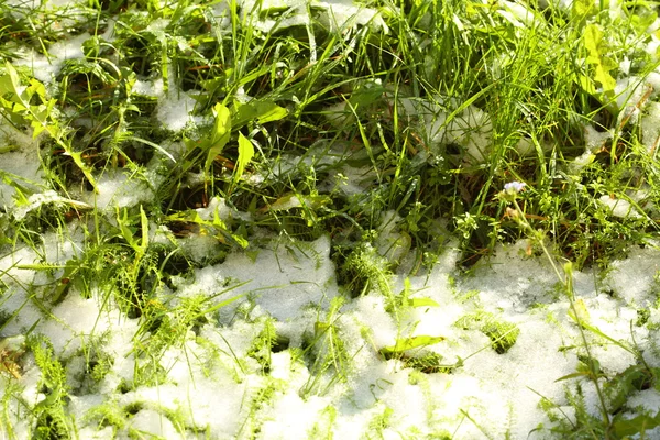 Het patroon van groen gras met sneeuw. lente. — Stockfoto