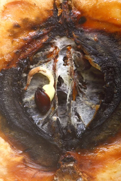 Closeup rotten apple halves. Food waste. — Stock Photo, Image