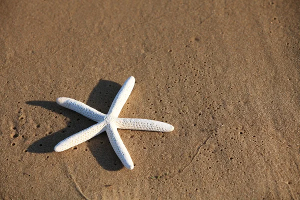 Starfish with sand as background — Stock Photo, Image