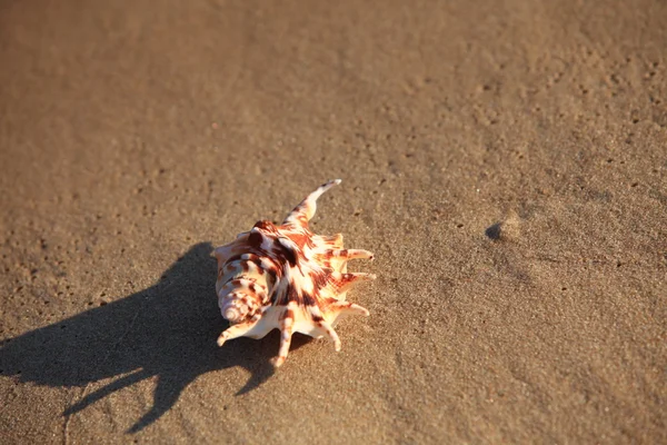 Sea shell with sand as background — Stock Photo, Image