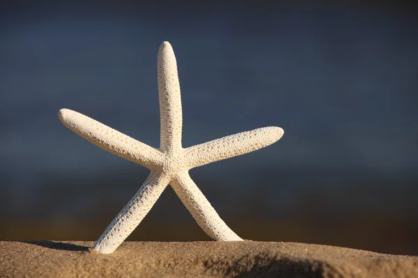 Sjöstjärnor på stranden vid havet bakgrund — Stockfoto