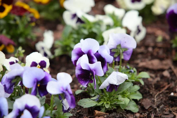 Violet pansies in the garden as background — Stock Photo, Image