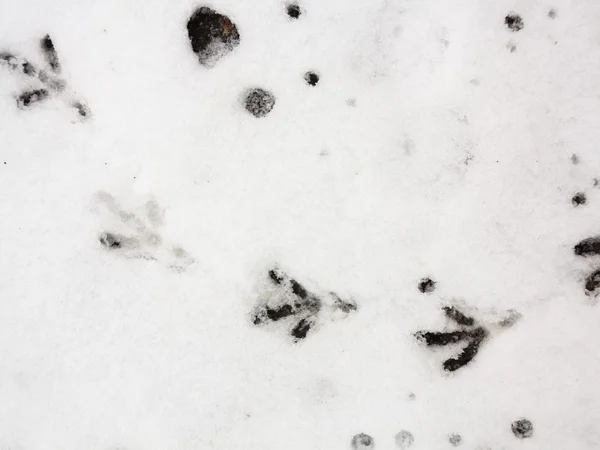 Sentiero degli uccelli nella neve fresca — Foto Stock
