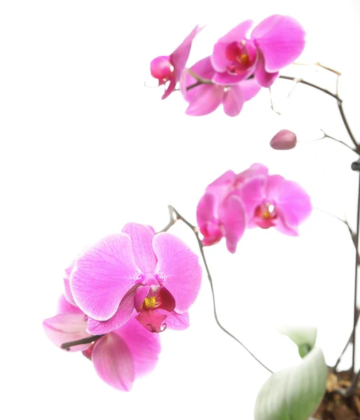 Phalaenopsis. lila Orchidee auf weißem Hintergrund — Stockfoto