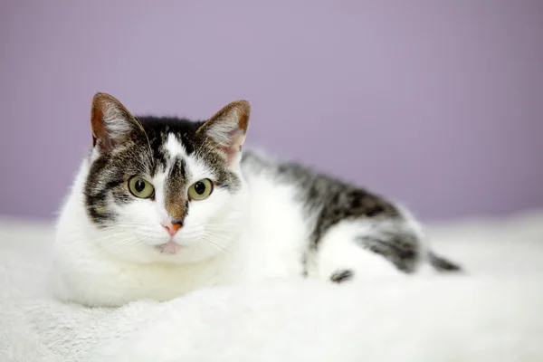 Grand chat à la maison est couché sur un lit — Photo