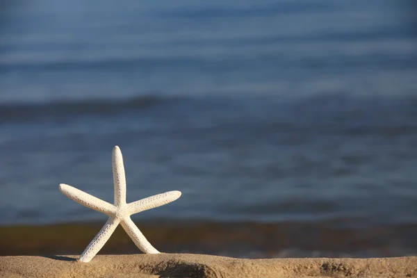 Estrella de mar en la playa en el fondo del océano —  Fotos de Stock