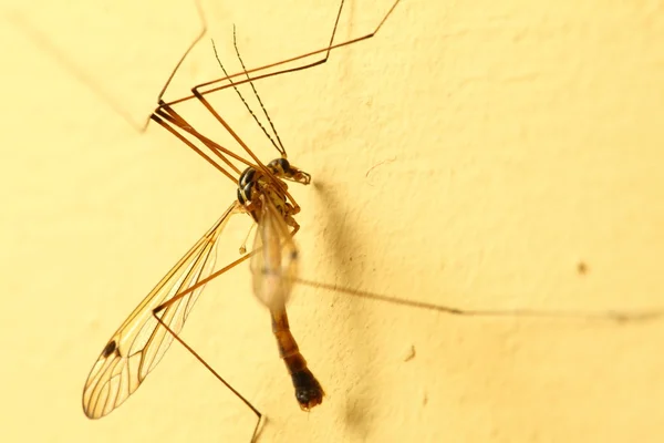 Mosquito sentado na parede interior — Fotografia de Stock