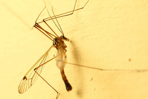 Moustique assis sur le mur intérieur — Photo