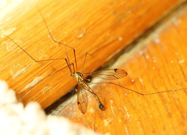 A mosquito resting on wall indoor — Stock Photo, Image