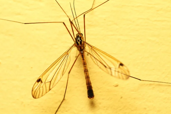 Mosquito sentado na parede interior — Fotografia de Stock