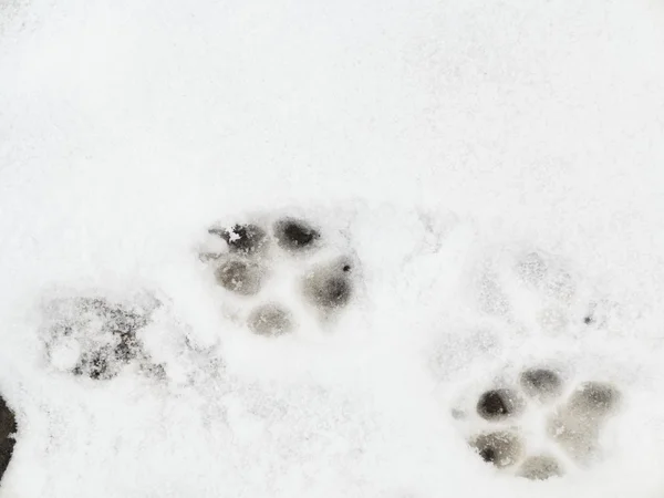 Djur fotspår i snön — Stockfoto