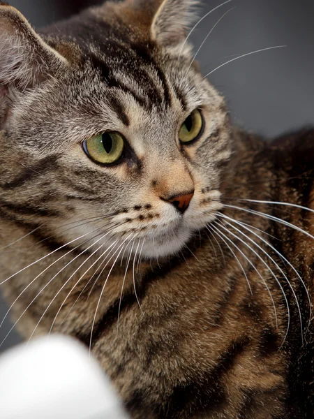 Beautiful home tabby cat — Stock Photo, Image