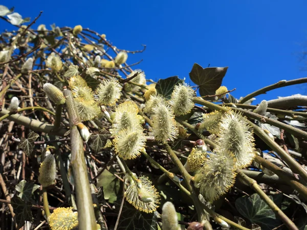 Pussy willow takken met katjes blauwe hemel — Stockfoto