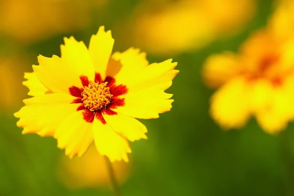 Flores amarelas no jardim brilhou ao sol — Fotografia de Stock