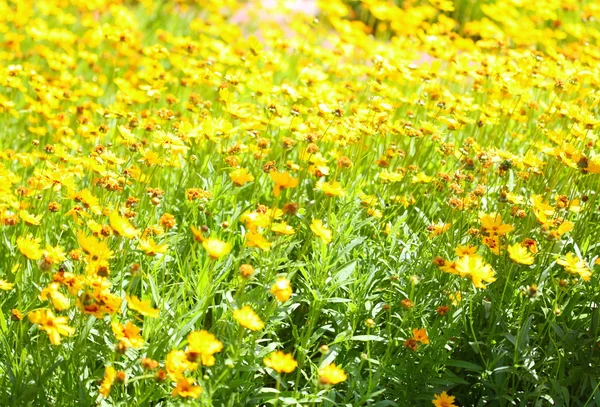 Žluté květy na zahradě zářily na slunci — Stock fotografie