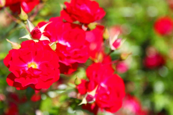Arbusto de rosas rojas al aire libre — Foto de Stock