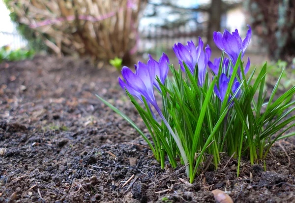 Erste Frühlingsblumen lila Krokusse. — Stockfoto