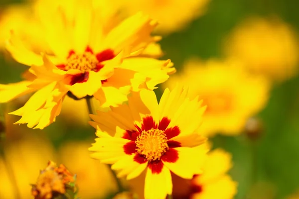 Żółte kwiaty w ogrodzie świecą na słońcu — Zdjęcie stockowe