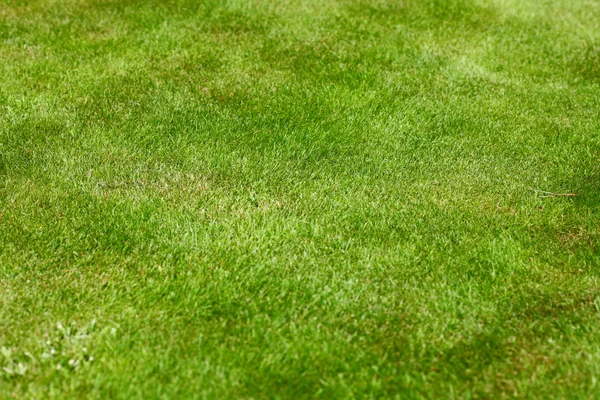 Gras veld textuur achtergrond — Stockfoto