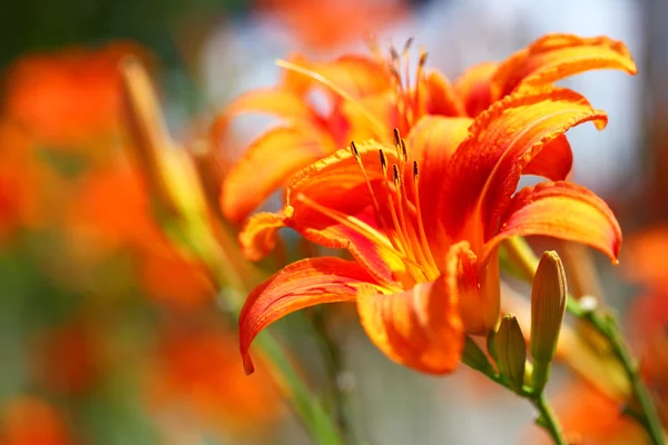 Lírio laranja lírios flor ao ar livre — Fotografia de Stock